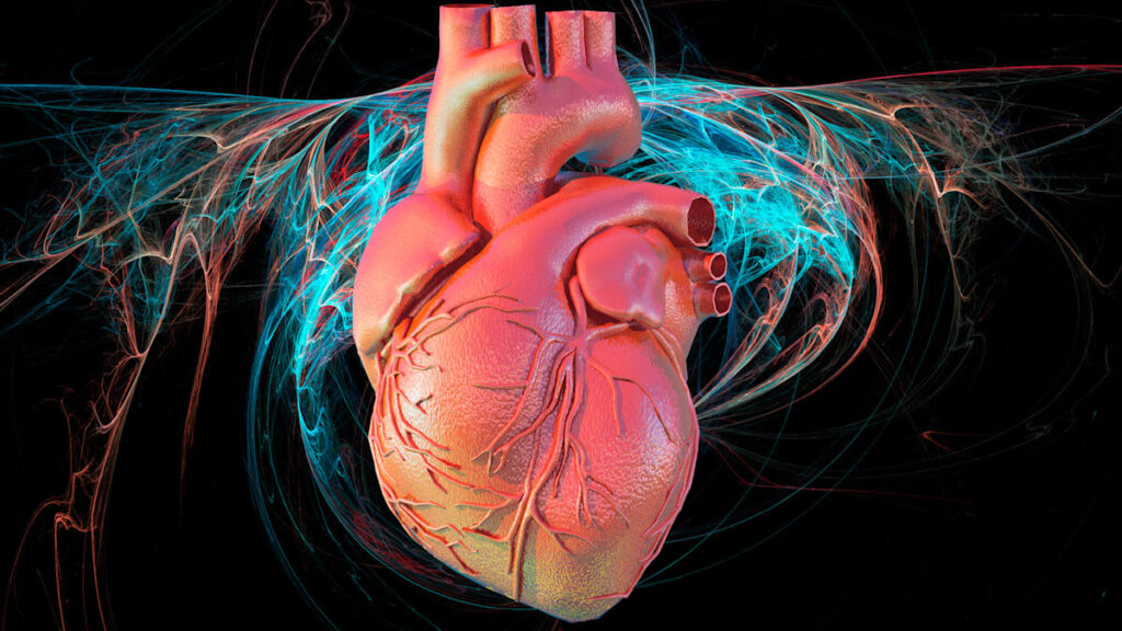 Herzfrequenzvariabilität: Ein Schlüssel zu Ihrer Gesundheit